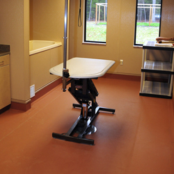 Veterinary Exam Room